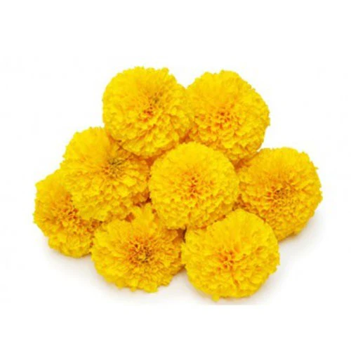 MARIE GOLD FLOWER YELLOW (100G)