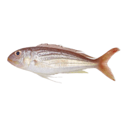 PRE-ORDER INDIAN SEABREAM CLEANED 750G TO 850G