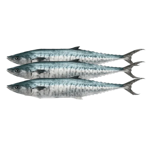 PRE-ORDER KINGFISH CLEANED 1KG